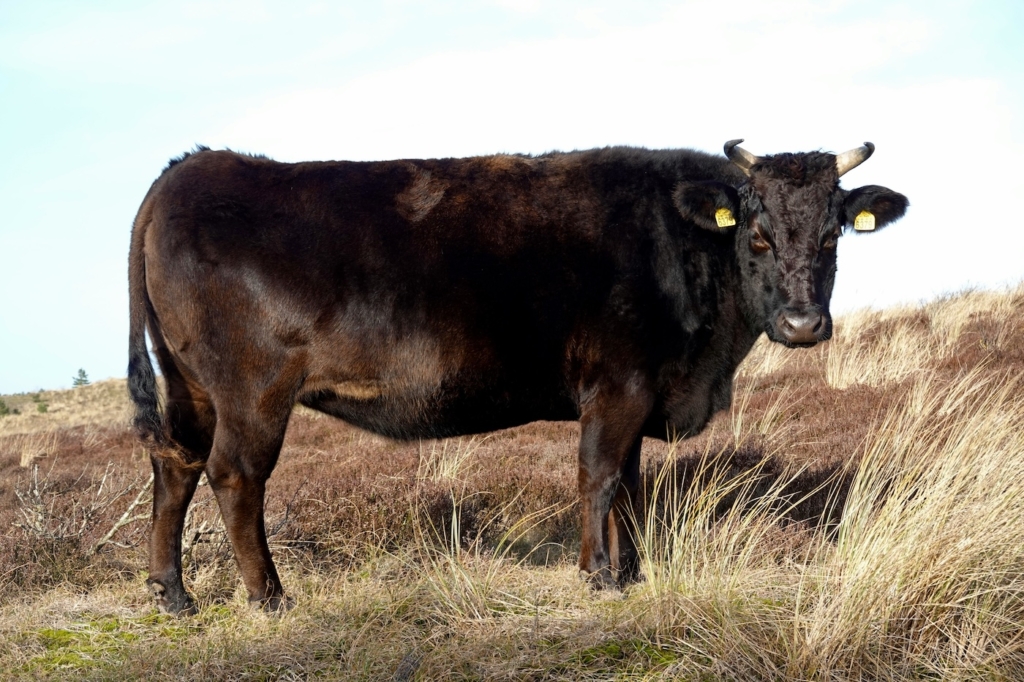 Een wagyu-rund in de Nederlandse duinen.